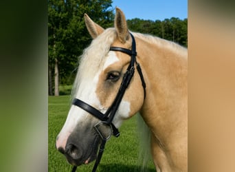 Tinker, Caballo castrado, 5 años, 163 cm, Palomino