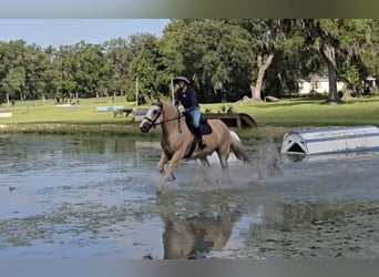 Tinker, Caballo castrado, 5 años, 163 cm, Palomino