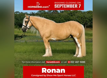 Tinker, Caballo castrado, 5 años, 163 cm, Palomino
