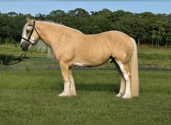 Tinker, Caballo castrado, 5 años, 163 cm, Palomino