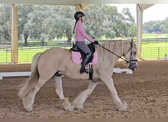 Tinker, Caballo castrado, 5 años, 163 cm, Palomino