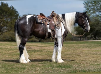 Tinker Mestizo, Caballo castrado, 5 años, 163 cm, Pío