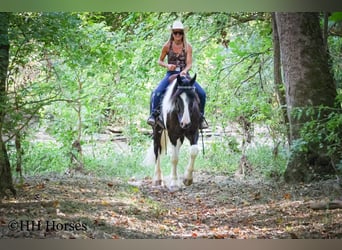 Tinker, Caballo castrado, 5 años, 163 cm, Tobiano-todas las-capas
