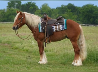 Tinker Mestizo, Caballo castrado, 5 años, Alazán rojizo