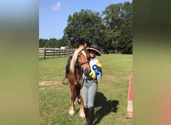 Tinker Mestizo, Caballo castrado, 5 años, Alazán rojizo