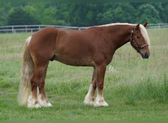 Tinker Mestizo, Caballo castrado, 5 años, Alazán rojizo