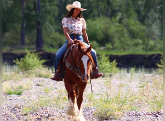 Tinker, Caballo castrado, 5 años, Alazán-tostado