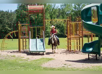Tinker Mestizo, Caballo castrado, 5 años