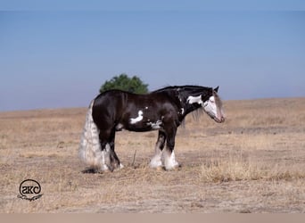 Tinker Mestizo, Caballo castrado, 5 años