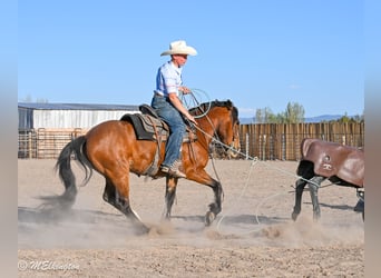 Tinker Mestizo, Caballo castrado, 5 años, Castaño rojizo