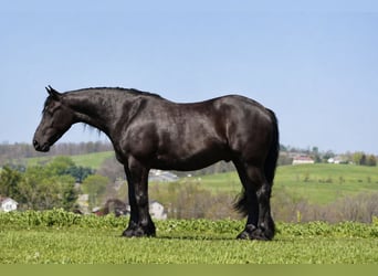Tinker Mestizo, Caballo castrado, 5 años, Negro