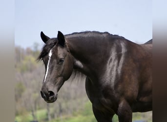 Tinker Mestizo, Caballo castrado, 5 años, Negro