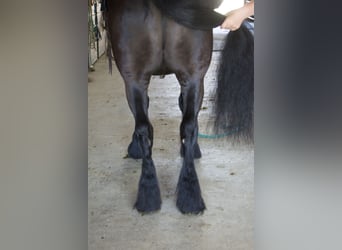Tinker Mestizo, Caballo castrado, 5 años, Negro