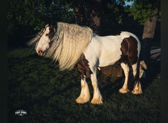 Tinker, Caballo castrado, 5 años, Pío