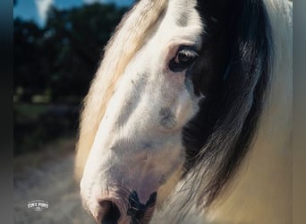 Tinker, Caballo castrado, 5 años, Pío