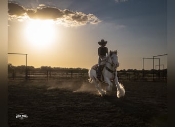 Tinker, Caballo castrado, 5 años, Pío