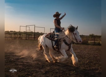 Tinker, Caballo castrado, 5 años, Pío