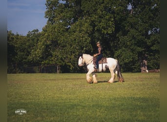 Tinker, Caballo castrado, 5 años, Pío
