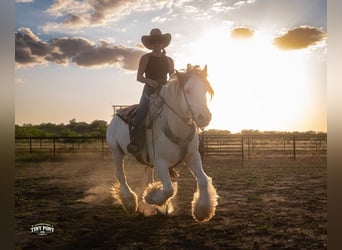 Tinker, Caballo castrado, 5 años, Pío
