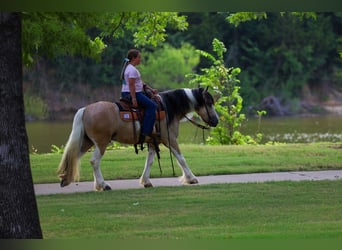 Tinker Mestizo, Caballo castrado, 5 años, Pío