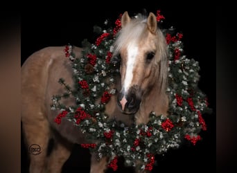 Tinker, Caballo castrado, 6 años, 117 cm, Palomino