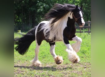 Tinker, Caballo castrado, 6 años, 127 cm, Tobiano-todas las-capas