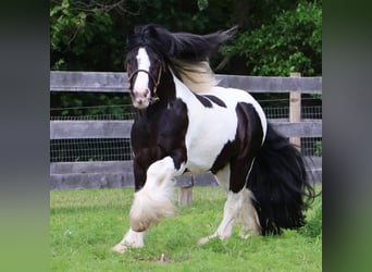 Tinker, Caballo castrado, 6 años, 127 cm, Tobiano-todas las-capas