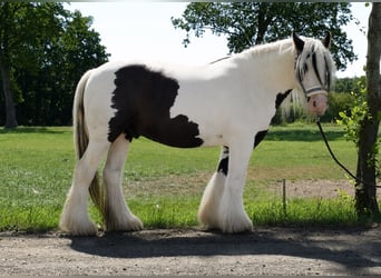 Tinker, Caballo castrado, 6 años, 130 cm, Pío