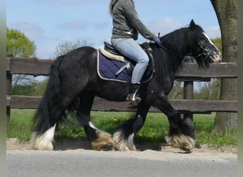 Tinker, Caballo castrado, 6 años, 133 cm, Negro