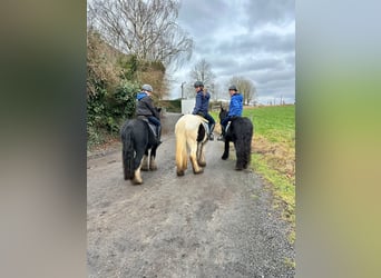 Tinker, Caballo castrado, 6 años, 134 cm, Negro