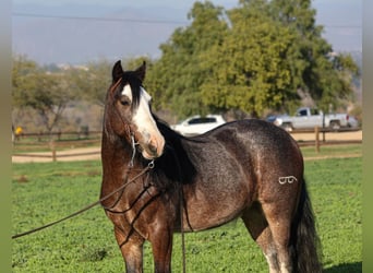 Tinker Mestizo, Caballo castrado, 6 años, 135 cm, Castaño-ruano