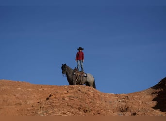 Tinker Mestizo, Caballo castrado, 6 años, 135 cm, Ruano azulado