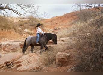 Tinker Mestizo, Caballo castrado, 6 años, 135 cm, Ruano azulado