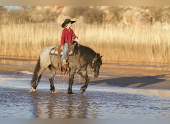 Tinker Mestizo, Caballo castrado, 6 años, 135 cm, Ruano azulado