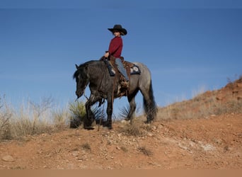 Tinker Mestizo, Caballo castrado, 6 años, 135 cm, Ruano azulado