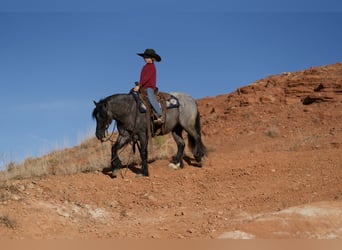 Tinker Mestizo, Caballo castrado, 6 años, 135 cm, Ruano azulado