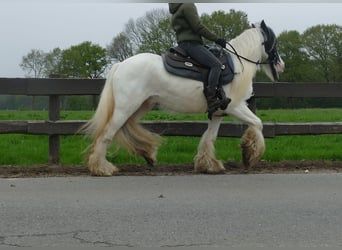 Tinker, Caballo castrado, 6 años, 137 cm, Pío