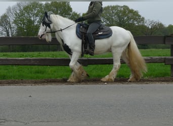 Tinker, Caballo castrado, 6 años, 137 cm, Pío