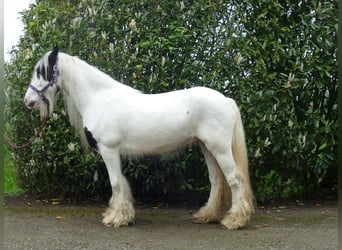 Tinker, Caballo castrado, 6 años, 137 cm, Pío