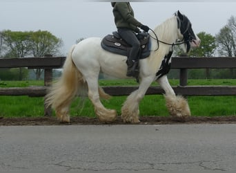 Tinker, Caballo castrado, 6 años, 137 cm, Pío