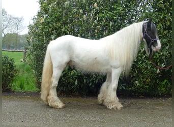 Tinker, Caballo castrado, 6 años, 137 cm, Pío