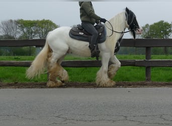 Tinker, Caballo castrado, 6 años, 137 cm, Pío