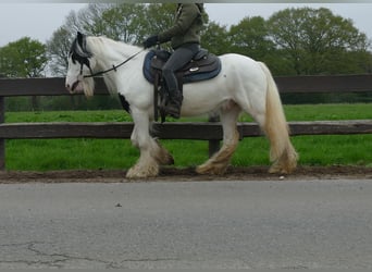 Tinker, Caballo castrado, 6 años, 137 cm, Pío