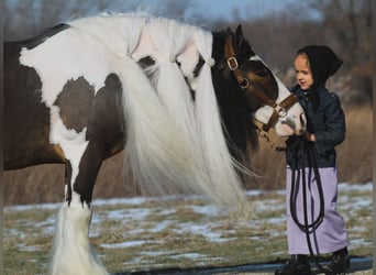 Tinker, Caballo castrado, 6 años, 137 cm, Pío