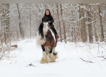 Tinker, Caballo castrado, 6 años, 137 cm, Pío