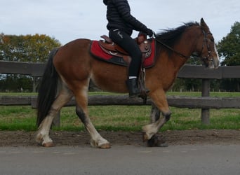 Tinker, Caballo castrado, 6 años, 138 cm, Castaño