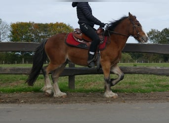 Tinker, Caballo castrado, 6 años, 138 cm, Castaño