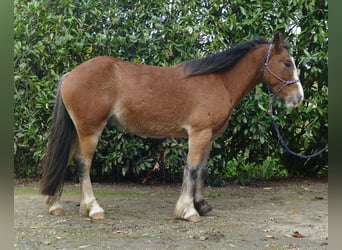 Tinker, Caballo castrado, 6 años, 138 cm, Castaño