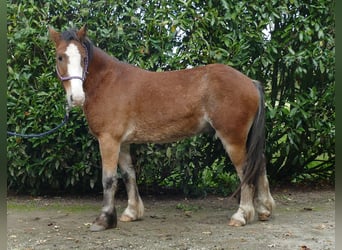 Tinker, Caballo castrado, 6 años, 138 cm, Castaño