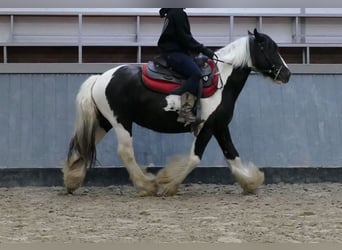 Tinker, Caballo castrado, 6 años, 138 cm, Pío